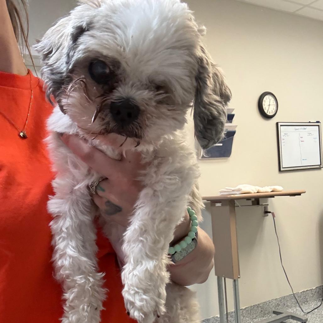 Enlarge Charlie, a Adoptable Shih Tzu in Great Falls, MT image 2/3