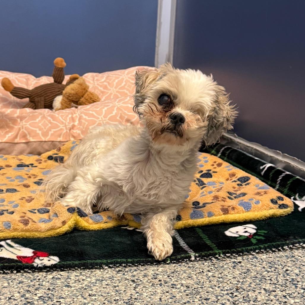 Enlarge Charlie, a Adoptable Shih Tzu in Great Falls, MT image 3/3
