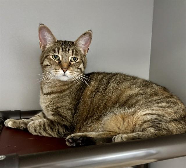 Enlarge ALASKA, a Adoptable Domestic Short Hair in Kalamazoo, MI image 1/1