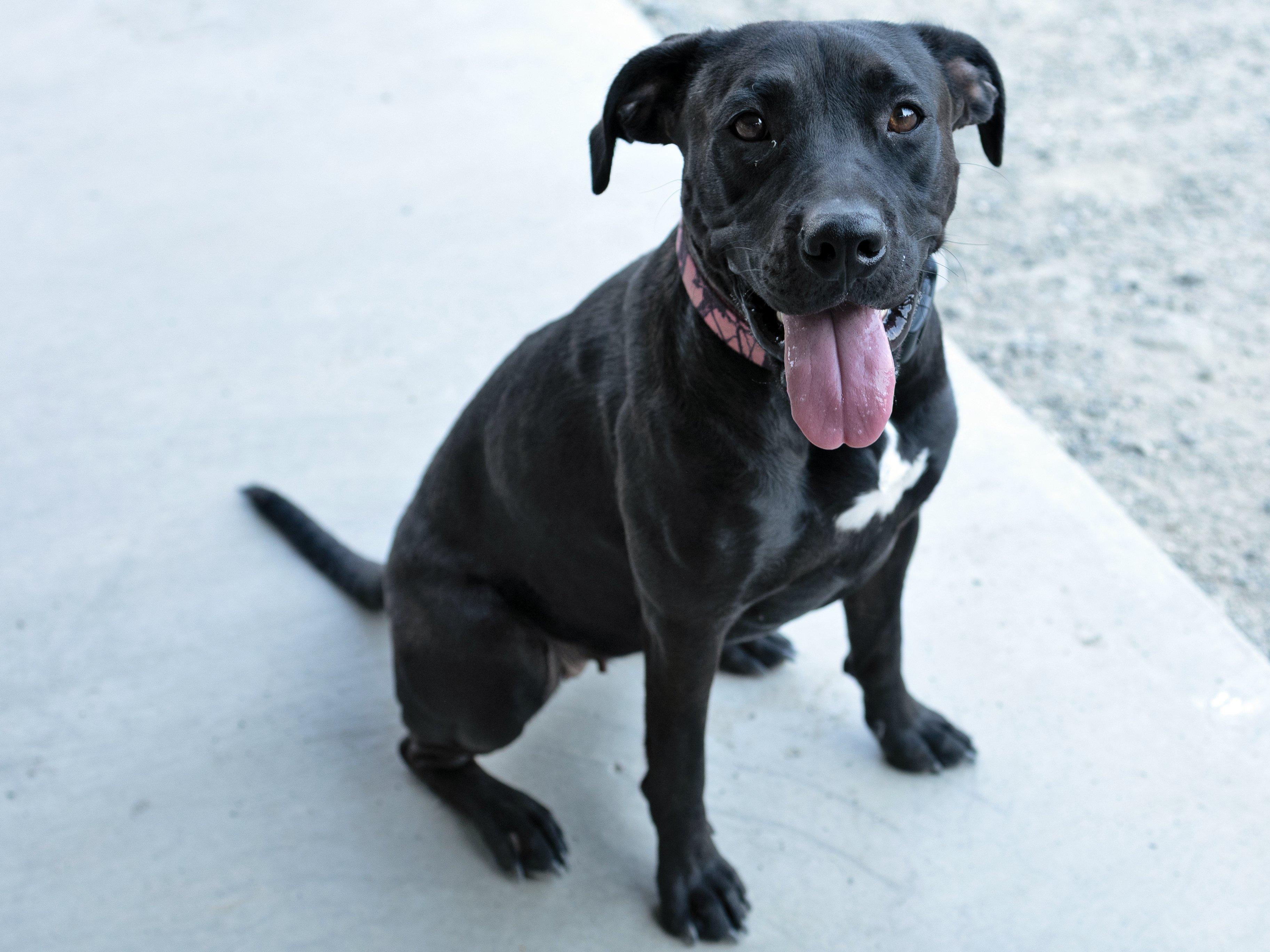 Enlarge Jasper, a Adoptable mixed breed in Monroe, WA image 2/6