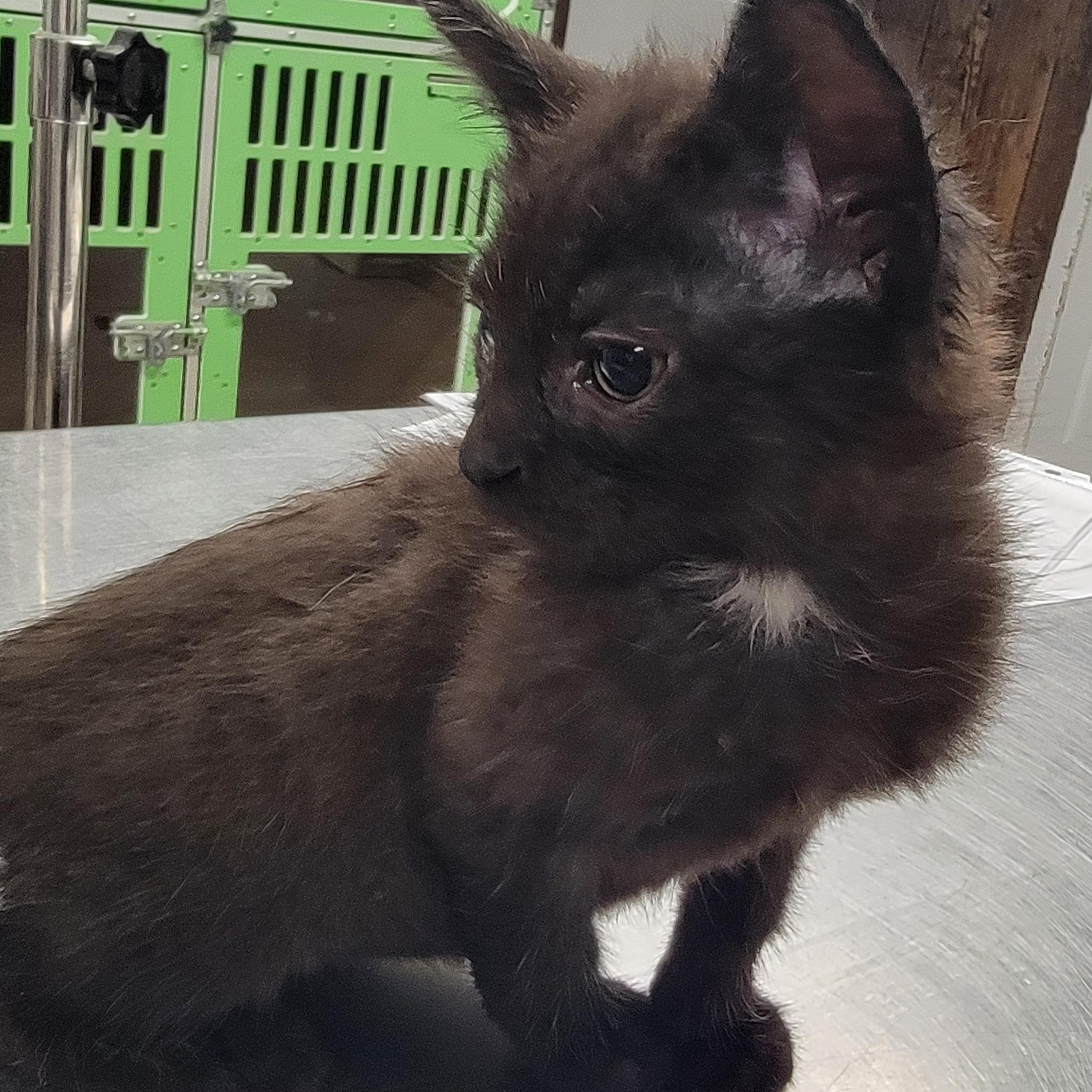 Brian, Adoptable, Young Male Domestic Medium Hair.