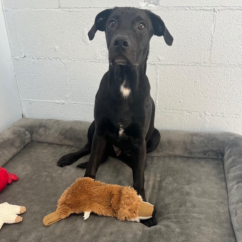 Enlarge Bear, a Adoptable mixed breed in Roanoke, VA image 1/1