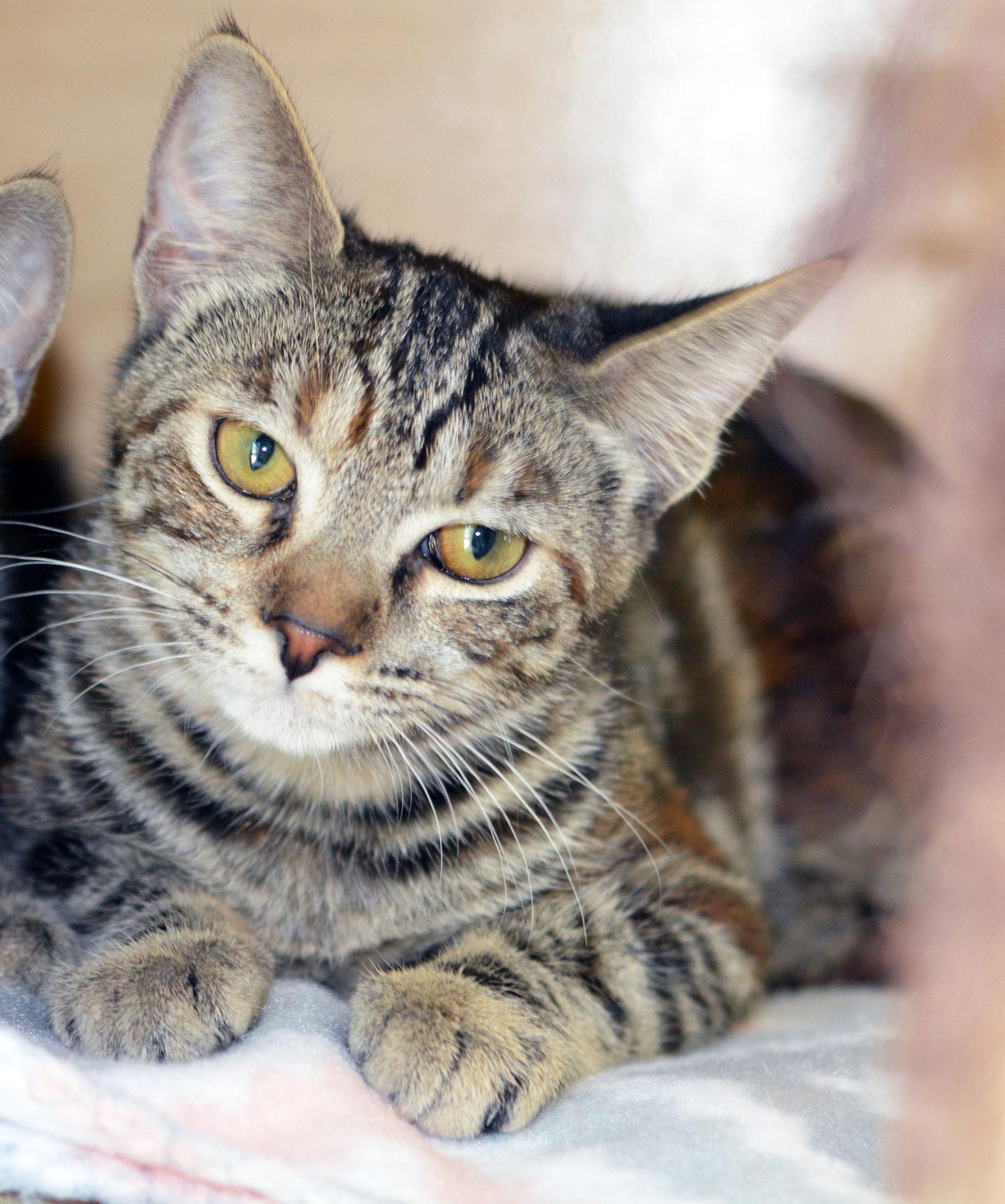 Enlarge SCHMOOPSIE POO-NO ADOPTION FEE, a Adoptable Tabby in San Clemente, CA image 1/3