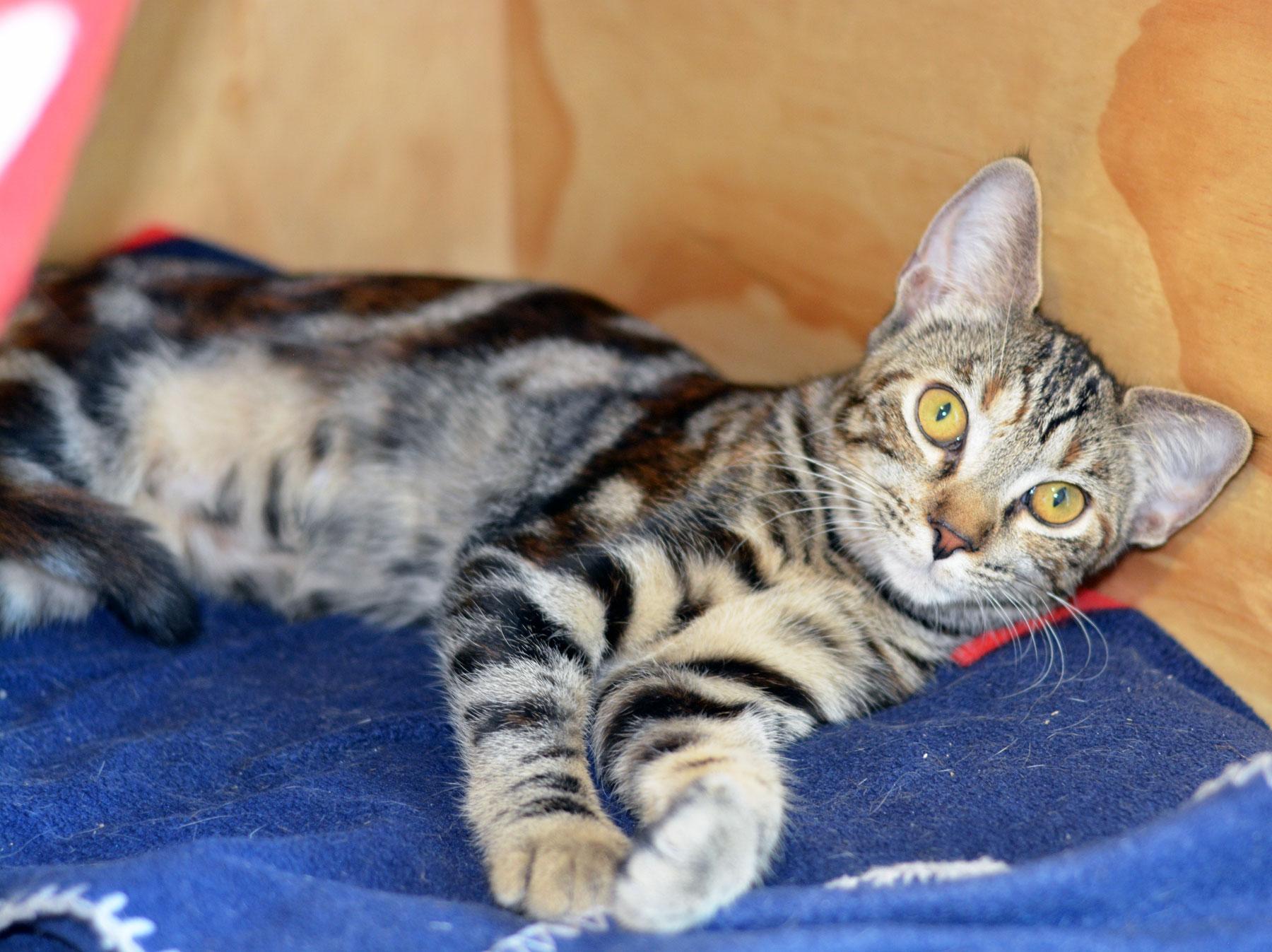 Enlarge SCHMOOPSIE POO-NO ADOPTION FEE, a Adoptable Tabby in San Clemente, CA image 3/3