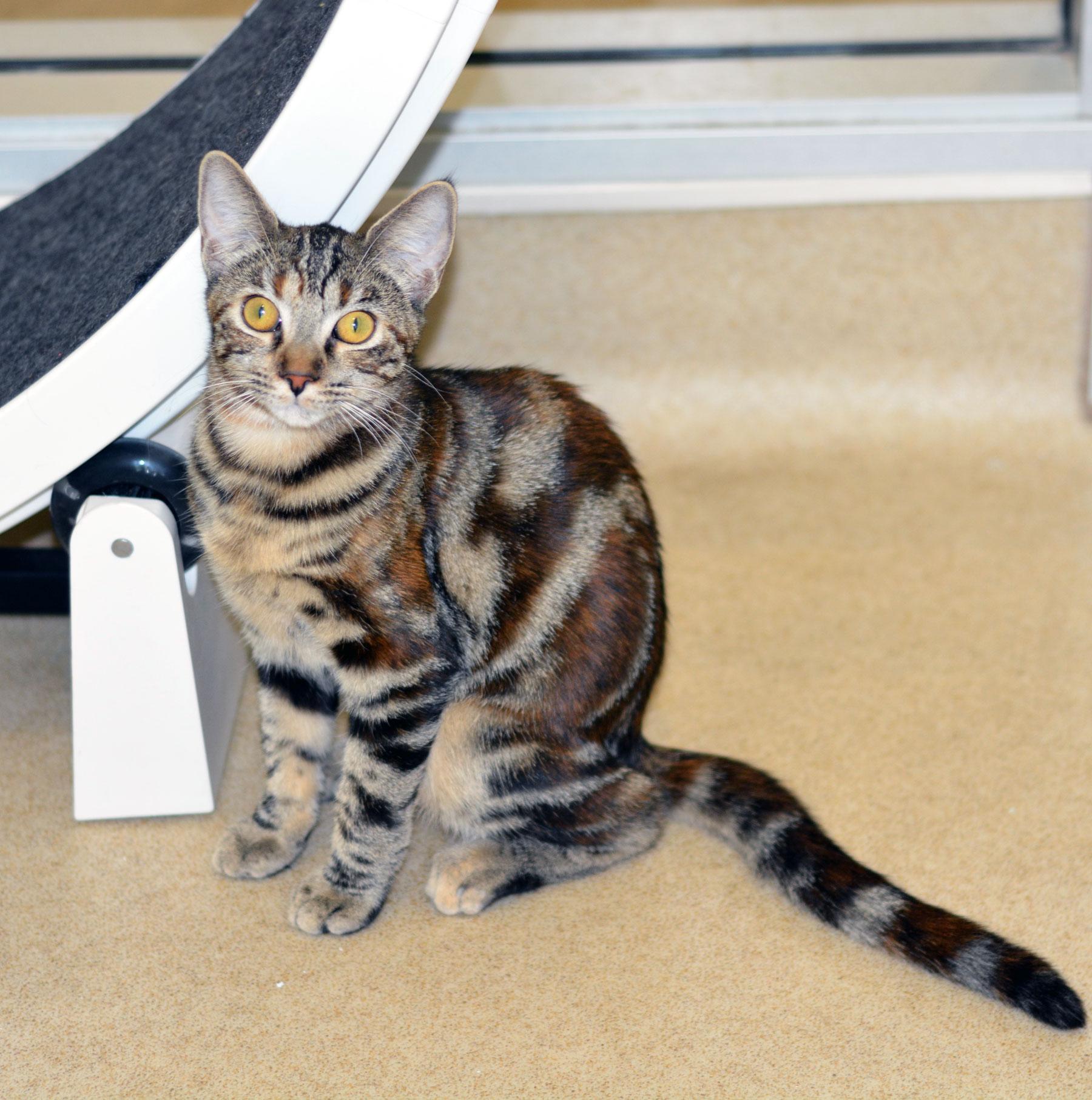 Enlarge SCHMOOPSIE POO-NO ADOPTION FEE, a Adoptable Tabby in San Clemente, CA image 2/3