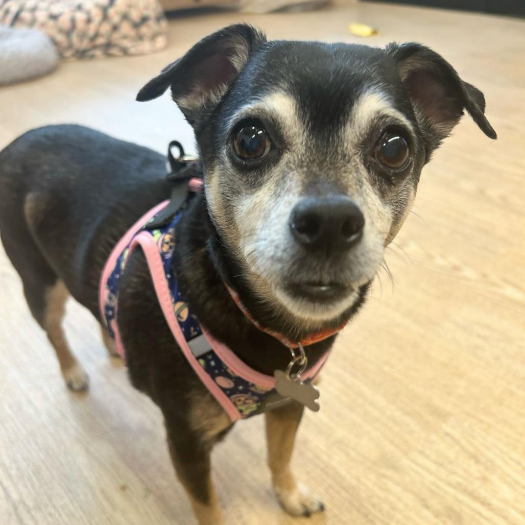 Enlarge Laura Muller 13891, a Adoptable Chihuahua in San Francisco, CA image 1/6