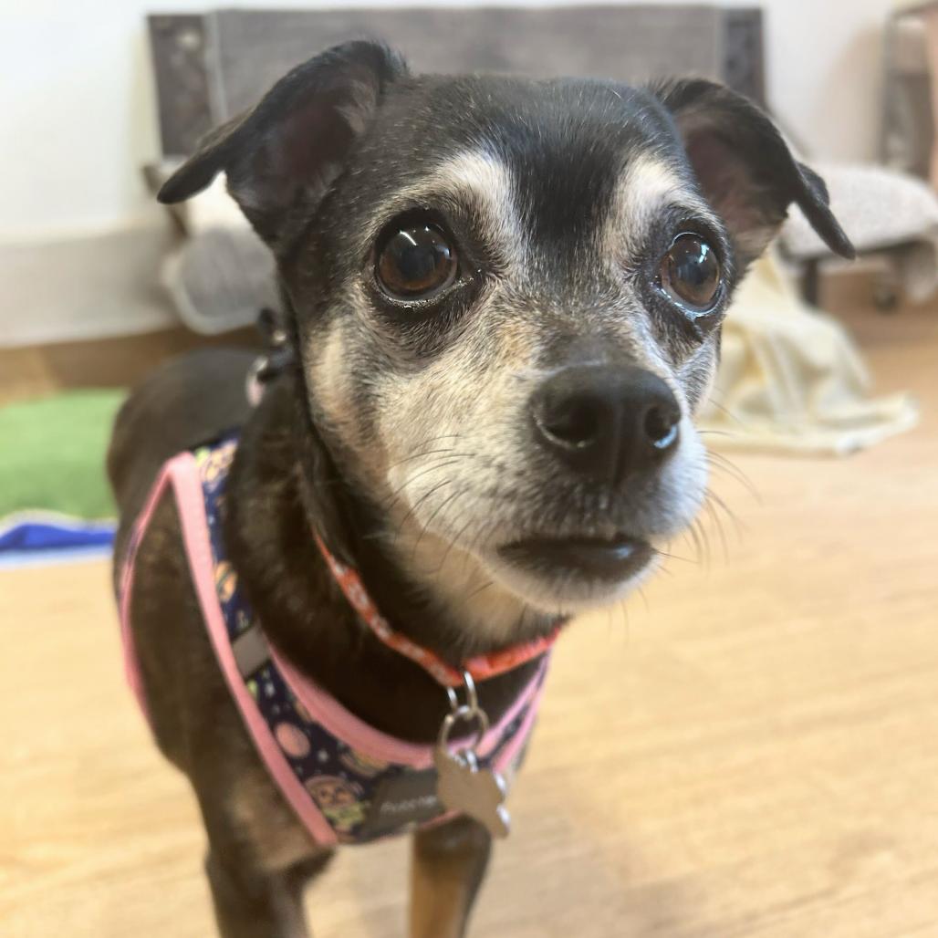 Enlarge Laura Muller 13891, a Adoptable Chihuahua in San Francisco, CA image 2/6