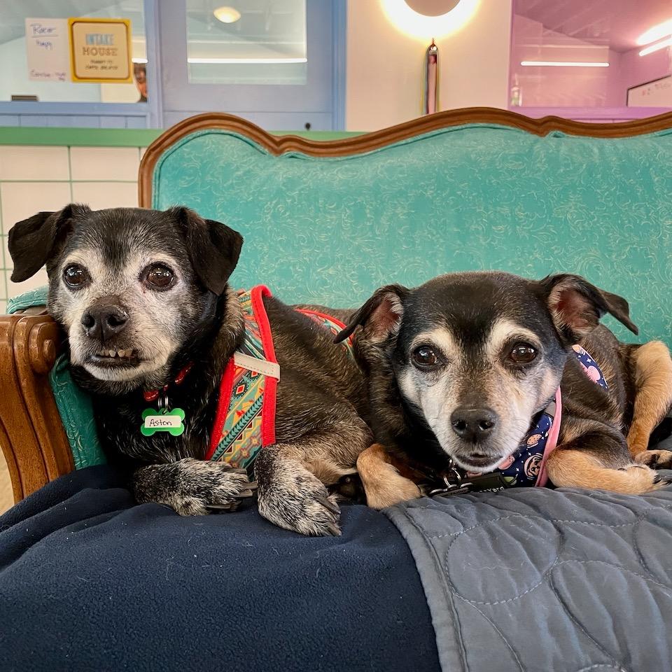 Enlarge Laura Muller 13891, a Adoptable Chihuahua in San Francisco, CA image 3/6