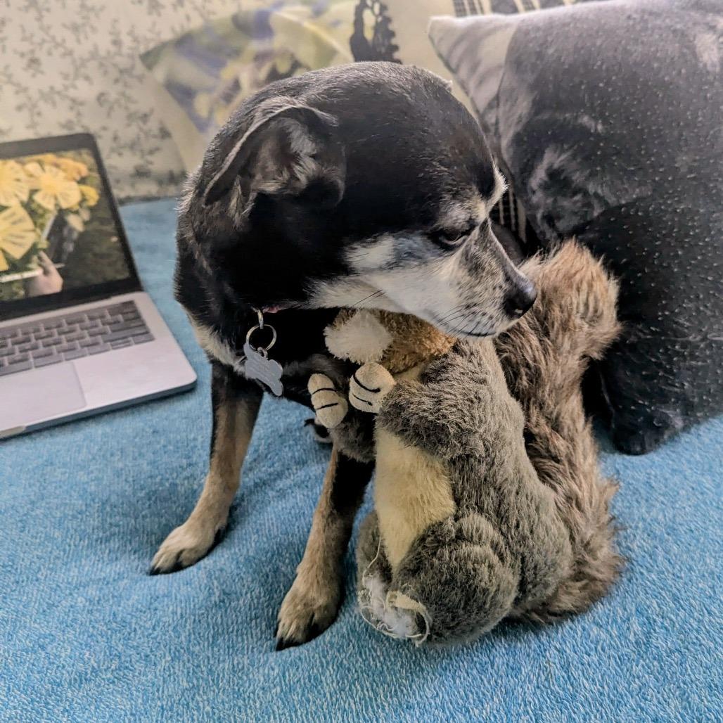 Enlarge Laura Muller 13891, a Adoptable Chihuahua in San Francisco, CA image 4/6