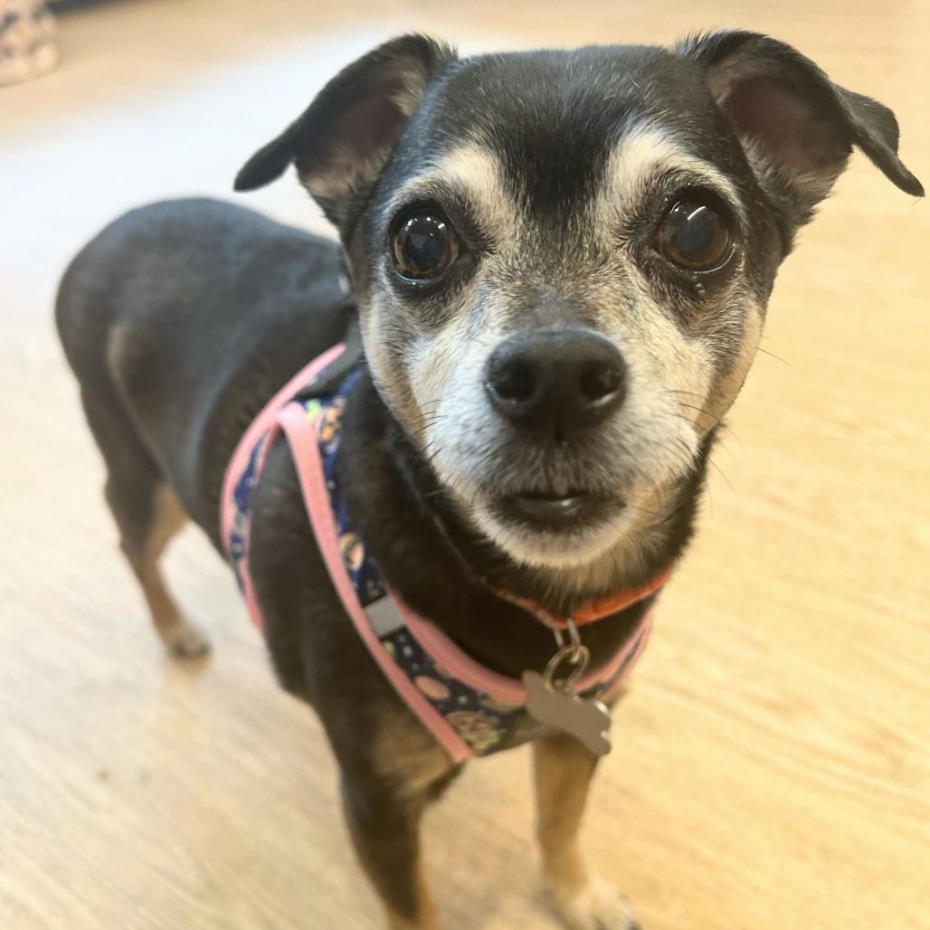 Enlarge Laura Muller 13891, a Adoptable Chihuahua in San Francisco, CA image 5/6