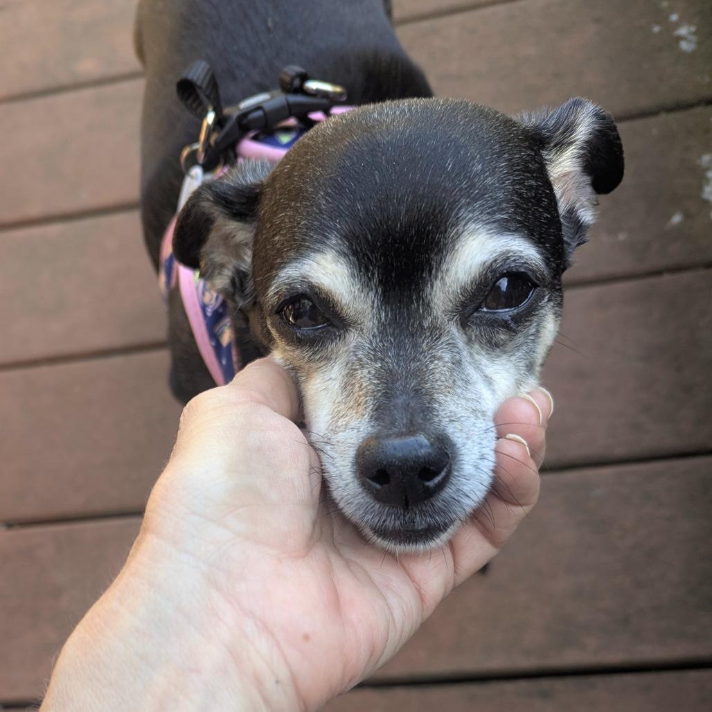 Enlarge Laura Muller 13891, a Adoptable Chihuahua in San Francisco, CA image 6/6