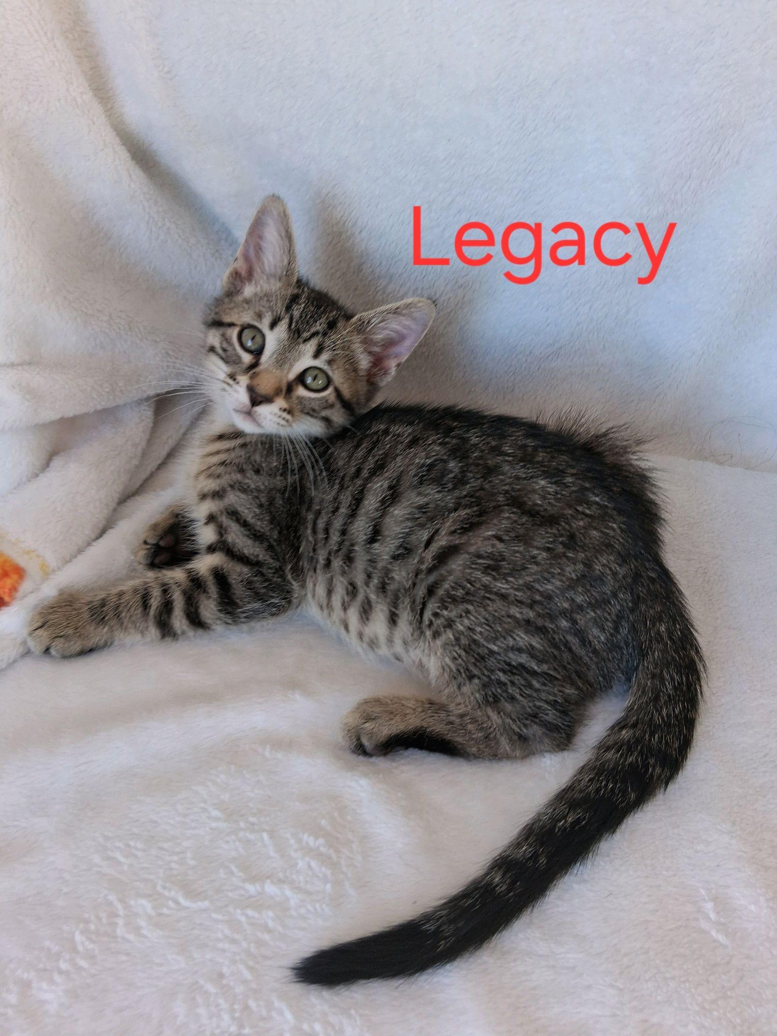 Legacy, ADOPTABLE, Kitten Male American Shorthair.