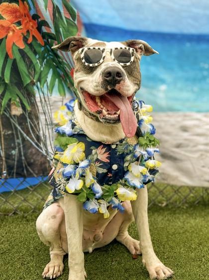 Enlarge Alto, a Adoptable mixed breed in Gainesville, FL image 2/3