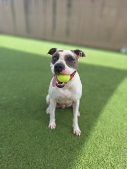 Enlarge Alto, a Adoptable mixed breed in Gainesville, FL image 3/3