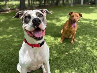 Enlarge Alto, a Adoptable mixed breed in Gainesville, FL image 3/3