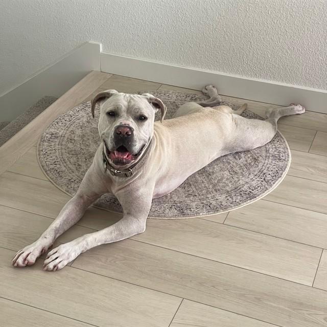 GISELLE, Adoptable, Adult Female Pit Bull Terrier.