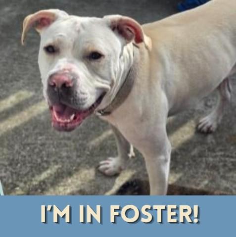 GISELLE, Adoptable, Adult Female Pit Bull Terrier.