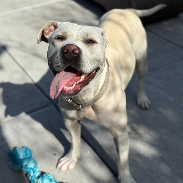 GISELLE, Adoptable, Adult Female Pit Bull Terrier.