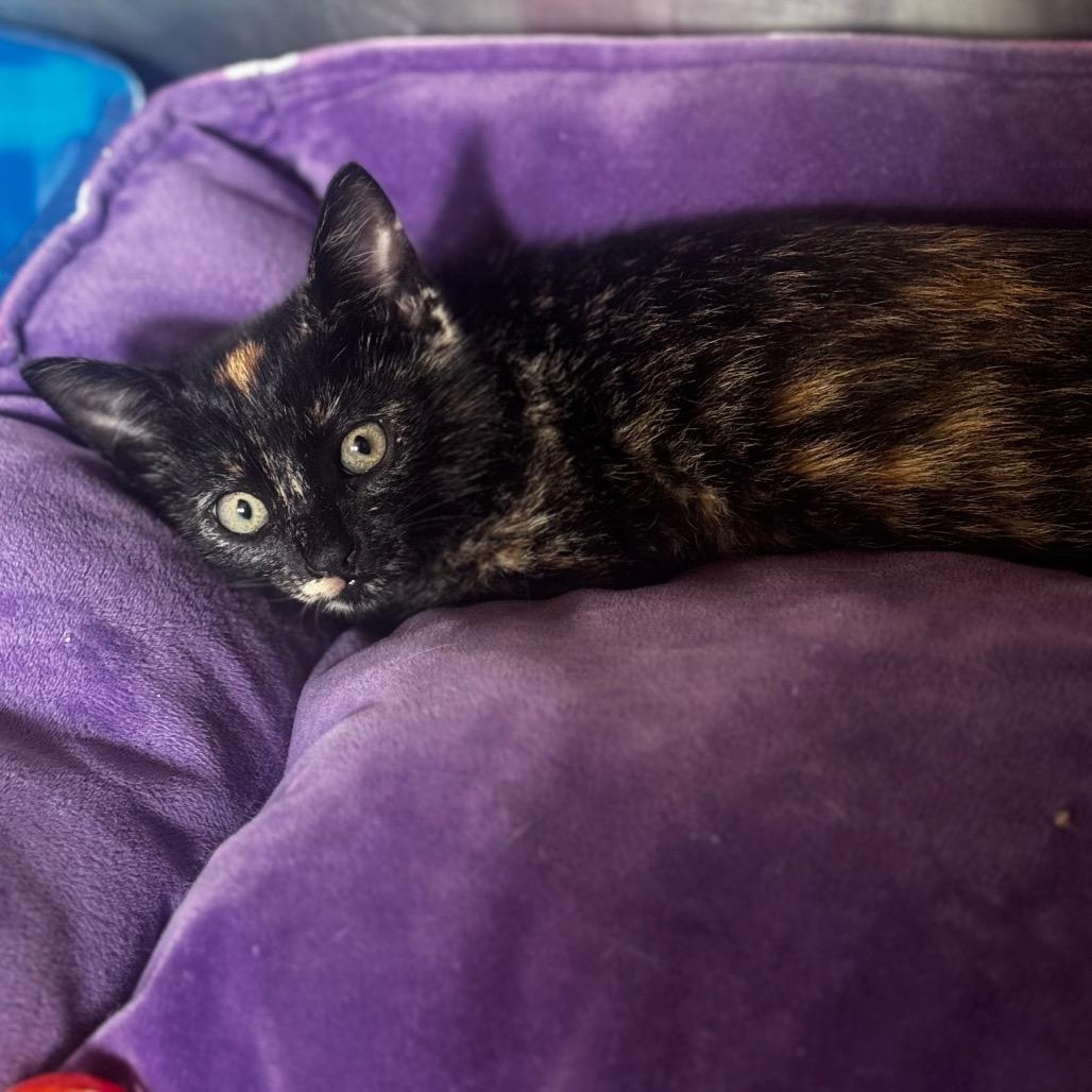 Ember, Adoptable, Kitten Female Domestic Short Hair.