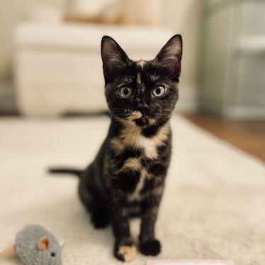 Enlarge Ember, a Adoptable Domestic Short Hair in Starkville, MS image 2/4