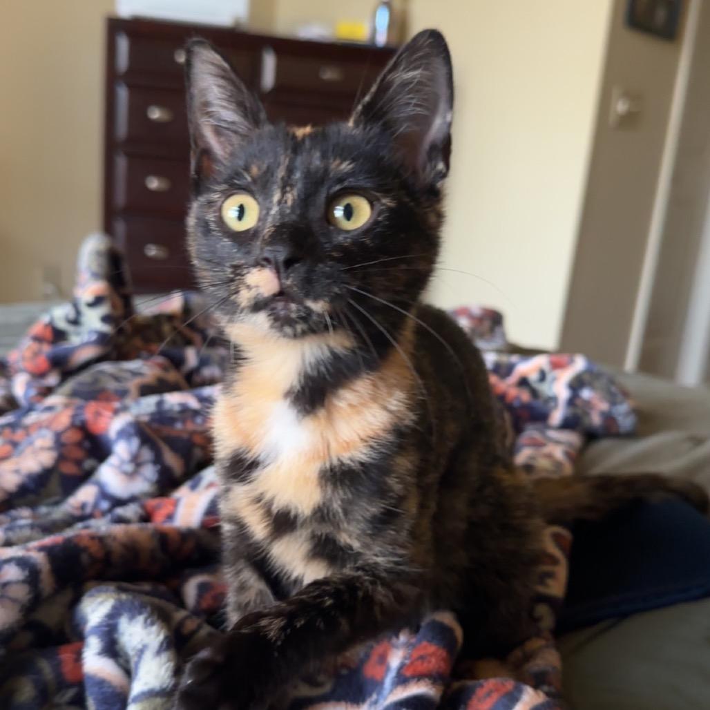 Enlarge Ember, a Adoptable Domestic Short Hair in Starkville, MS image 3/4