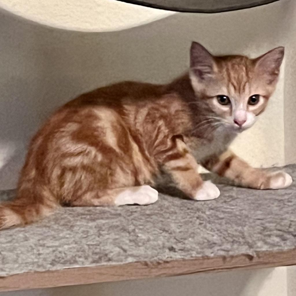 Buttercup, Adoptable, Adult Male Domestic Medium Hair & Domestic Medium Hair.
