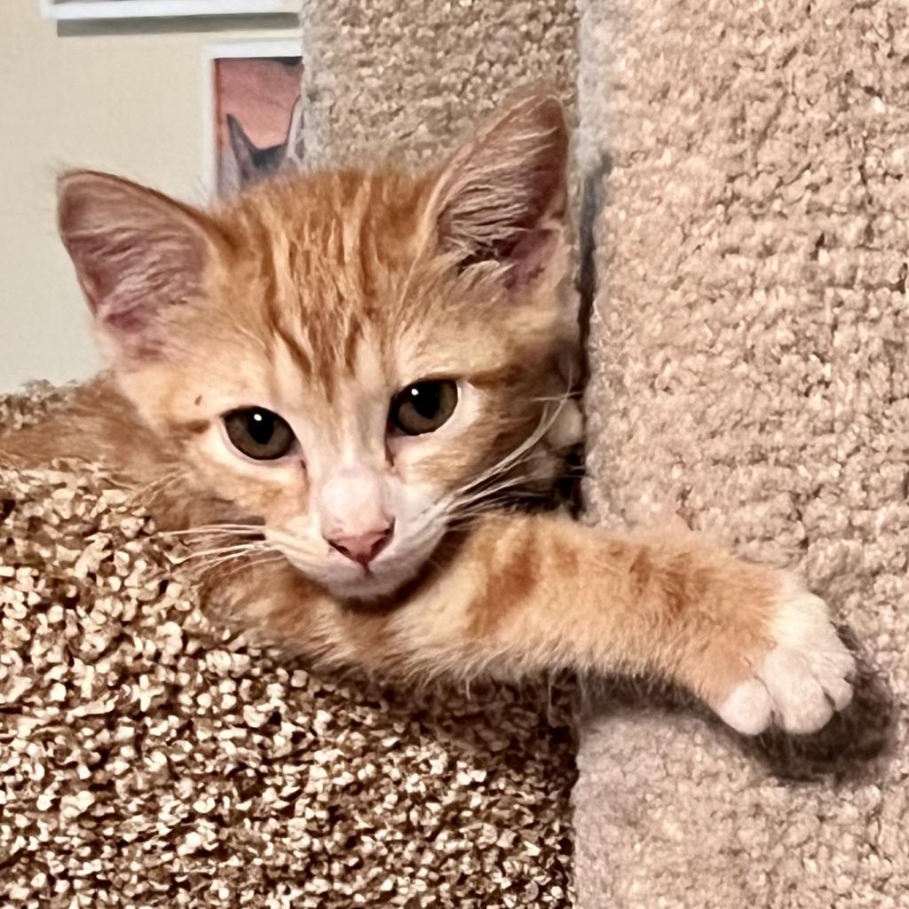 Enlarge Buttercup, a Adoptable mixed breed in San Antonio, TX image 3/6