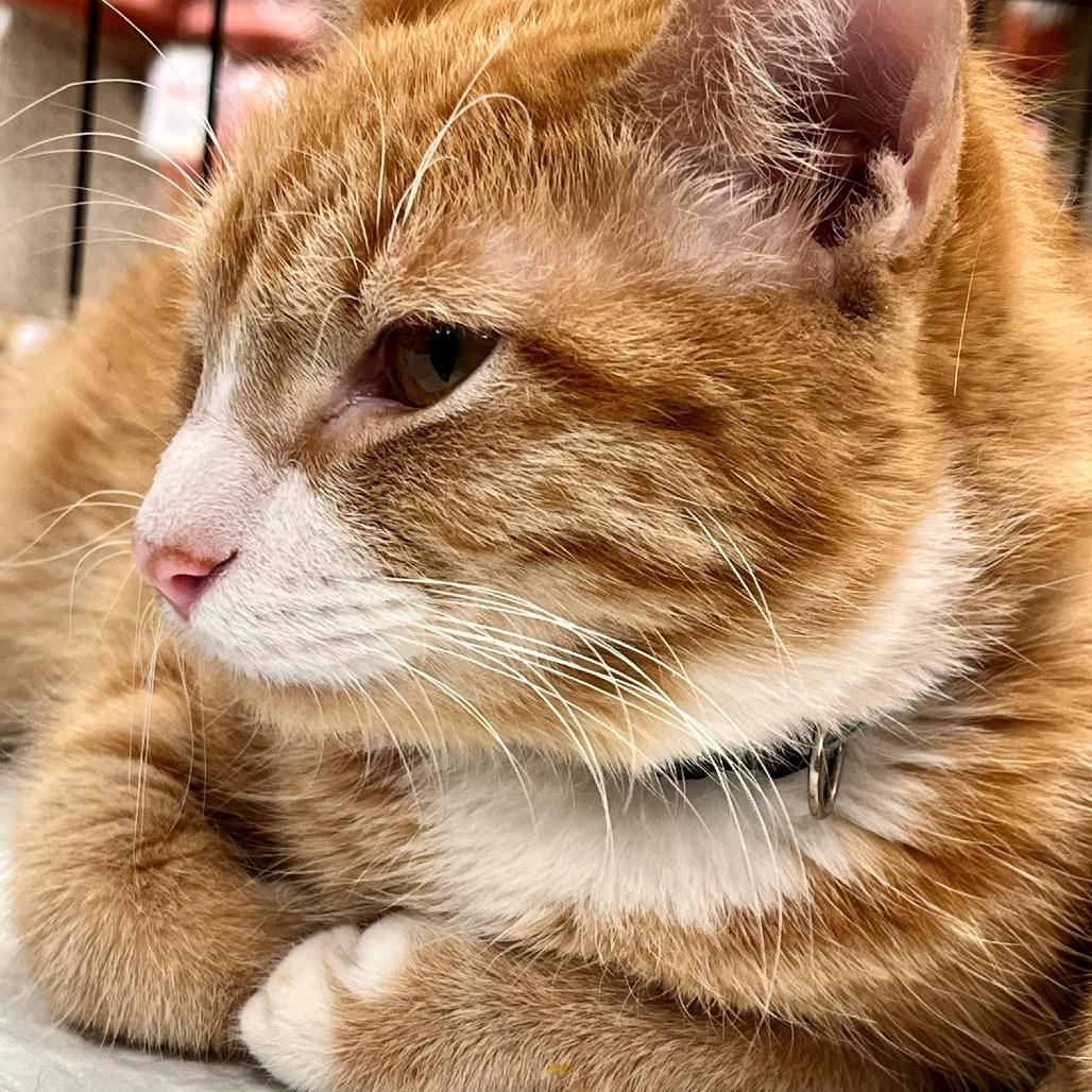 Enlarge Buttercup, a Adoptable mixed breed in San Antonio, TX image 4/6