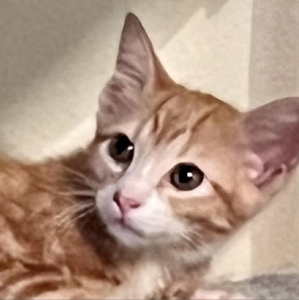 Enlarge Buttercup, a Adoptable mixed breed in San Antonio, TX image 5/6