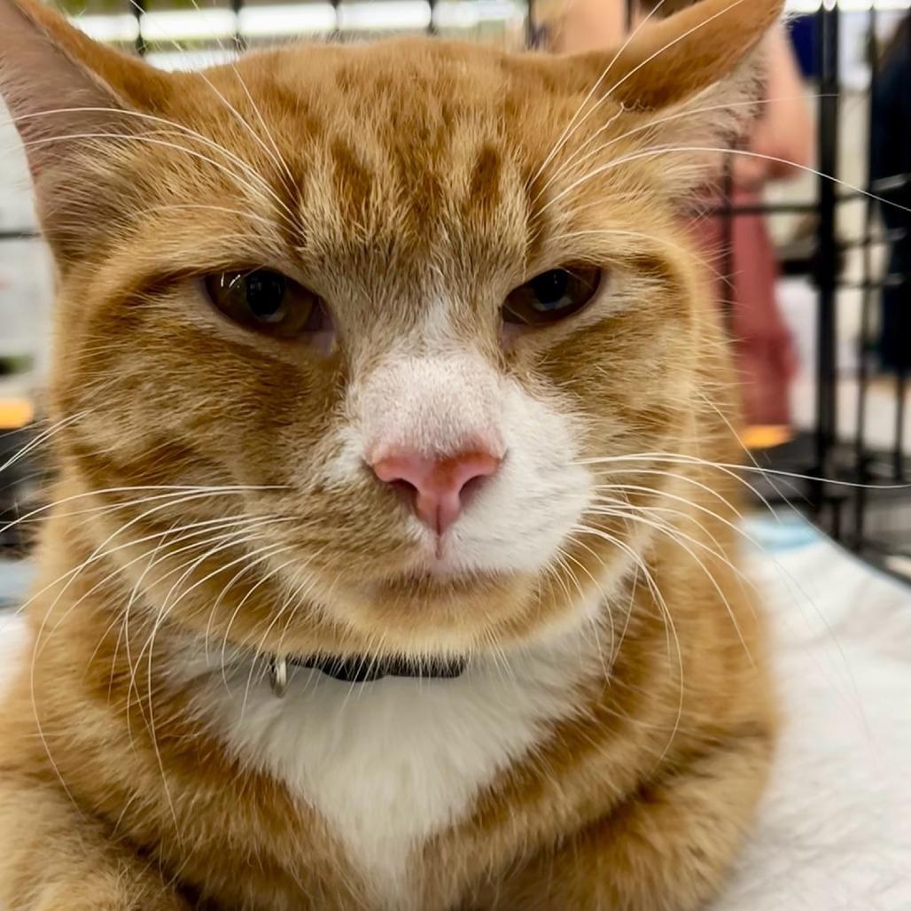 Enlarge Buttercup, a Adoptable mixed breed in San Antonio, TX image 6/6