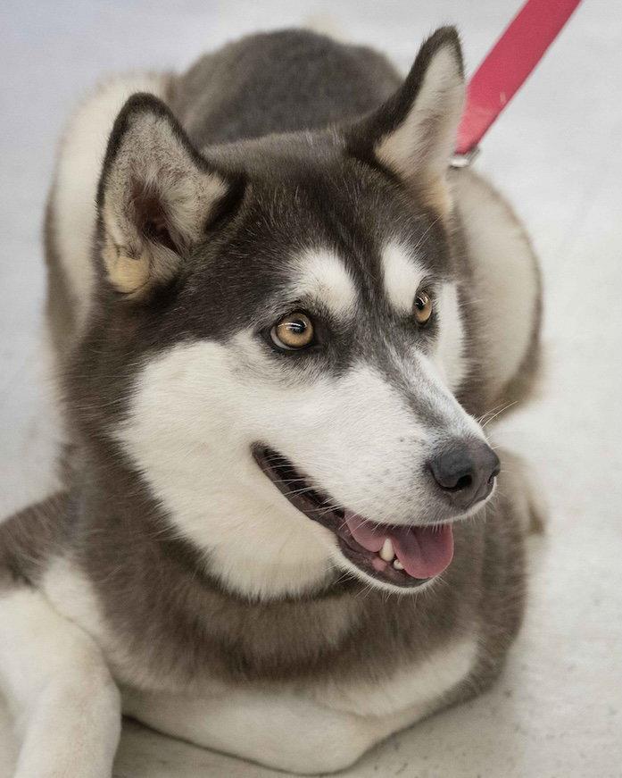 Enlarge Krypto, a Adoptable Mixed Breed in Wilmington, NC image 1/3