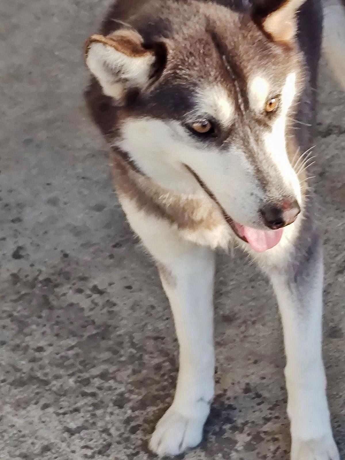 Krypto, Adoptable, Young Female Mixed Breed.