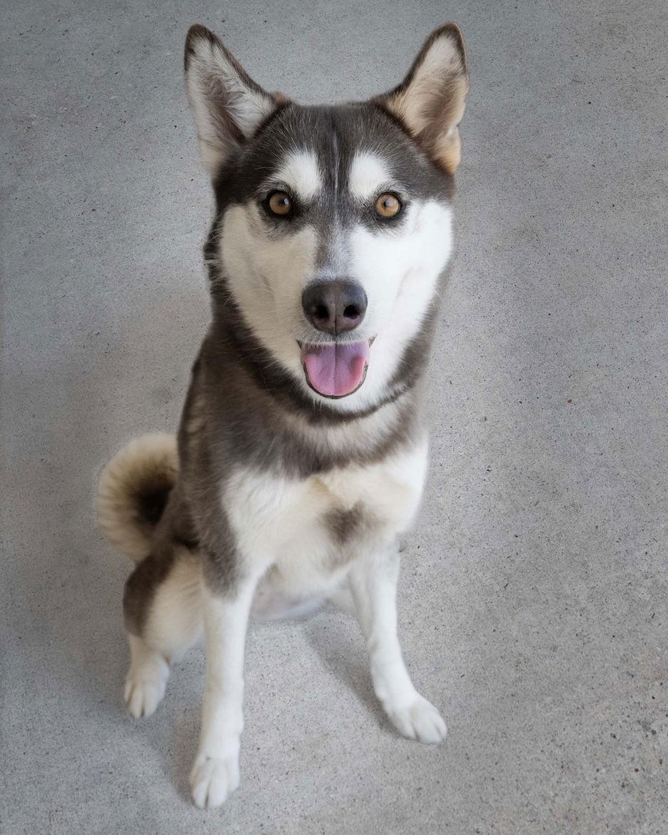 Enlarge Krypto, a Adoptable Mixed Breed in Wilmington, NC image 2/2