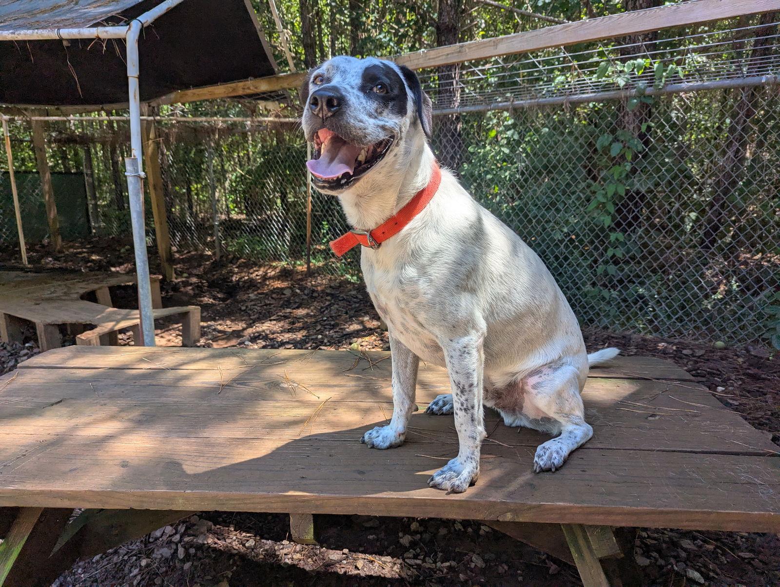 Patch, a Adoptable Hound in Mc Cormick, SC image 1/3