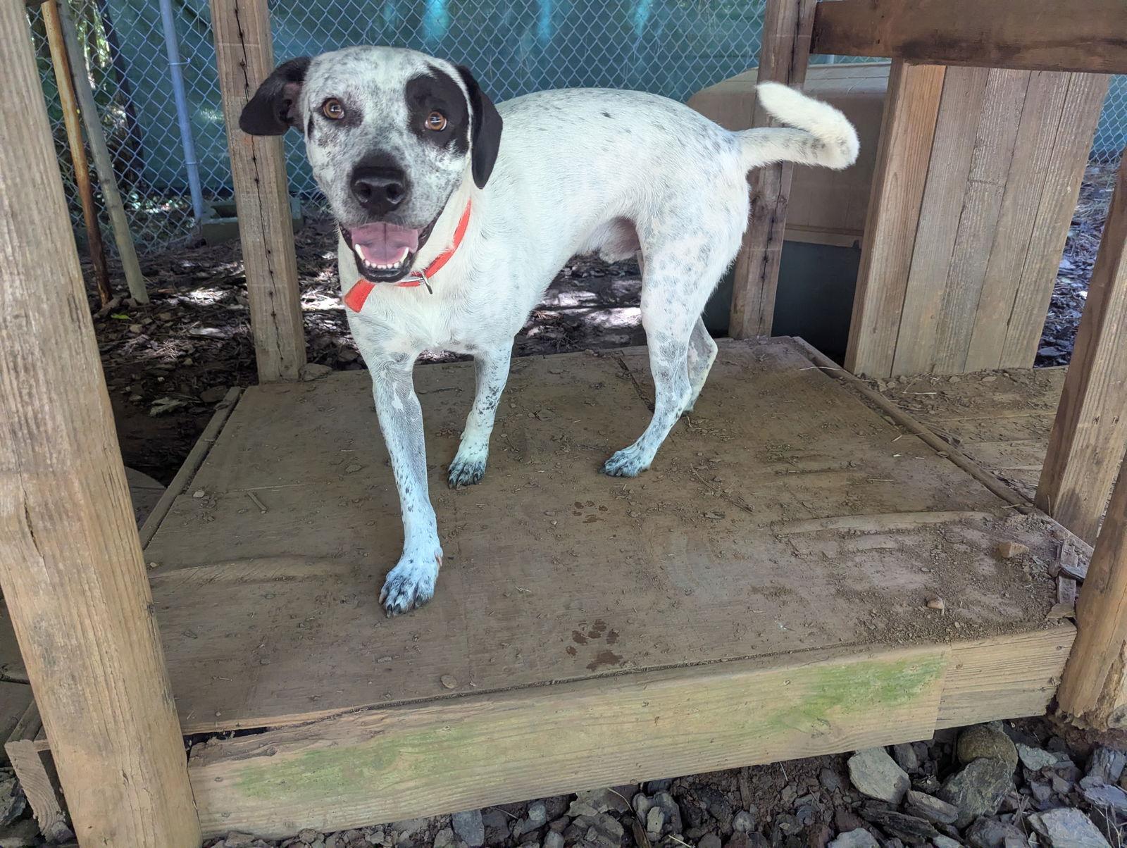 Patch, a Adoptable Hound in Mc Cormick, SC image 2/3