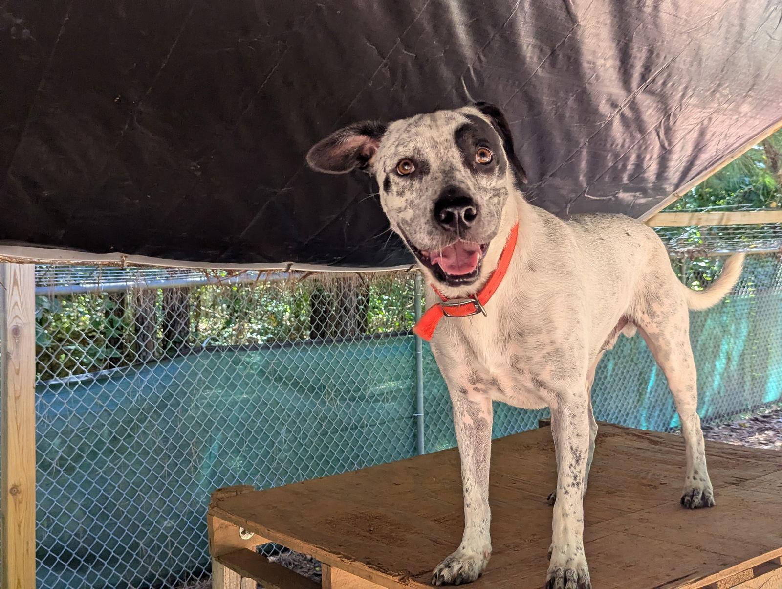 Patch, a Adoptable Hound in Mc Cormick, SC image 3/3