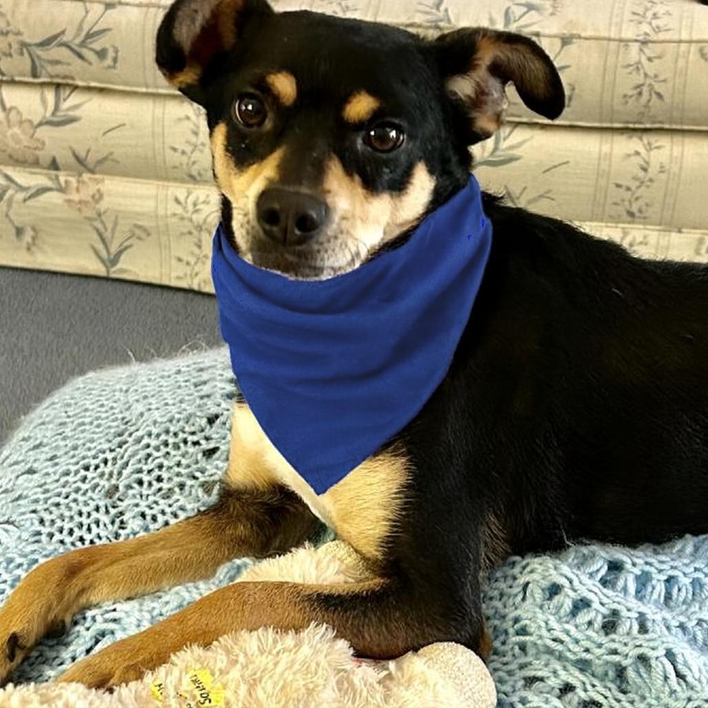Noodle, Adoptable, Senior Male Terrier.