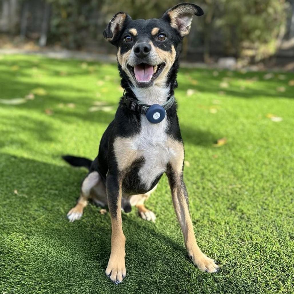 Enlarge Noodle, a Adoptable mixed breed in Vallejo, CA image 3/4