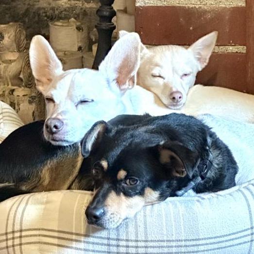 Enlarge Noodle, a Adoptable mixed breed in Vallejo, CA image 4/4