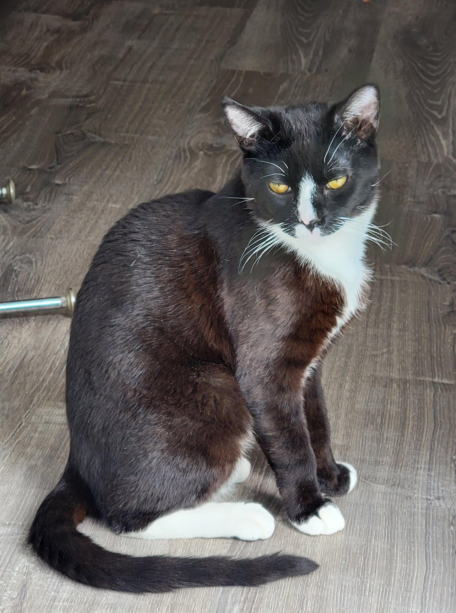 Enlarge Pepper (Napa HM), a Adoptable Domestic Short Hair in Napa, CA image 1/3