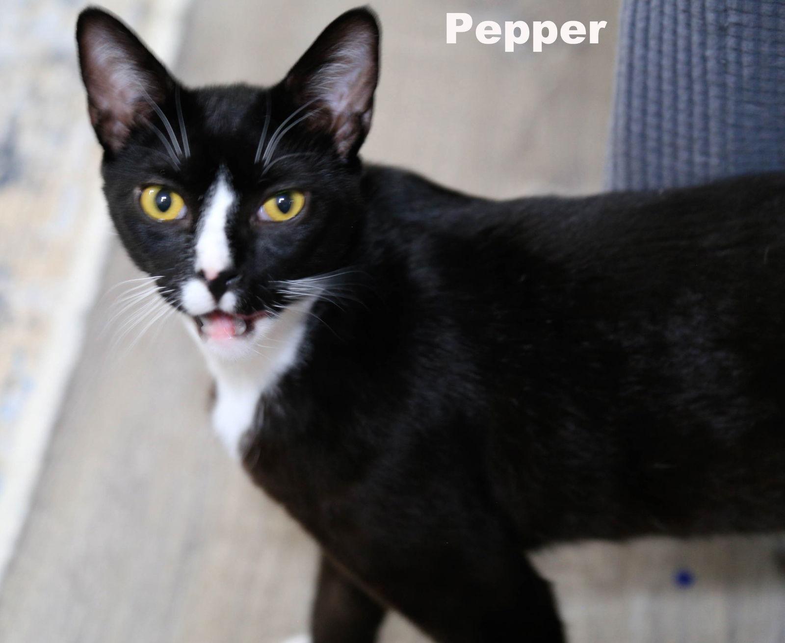 Enlarge Pepper (Napa HM), a Adoptable Domestic Short Hair in Napa, CA image 2/3