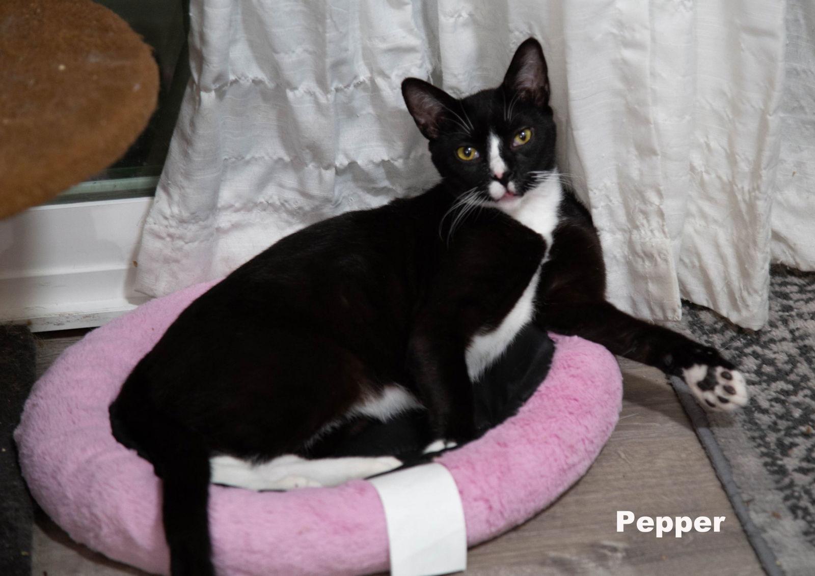 Enlarge Pepper (Napa HM), a Adoptable Domestic Short Hair in Napa, CA image 3/3