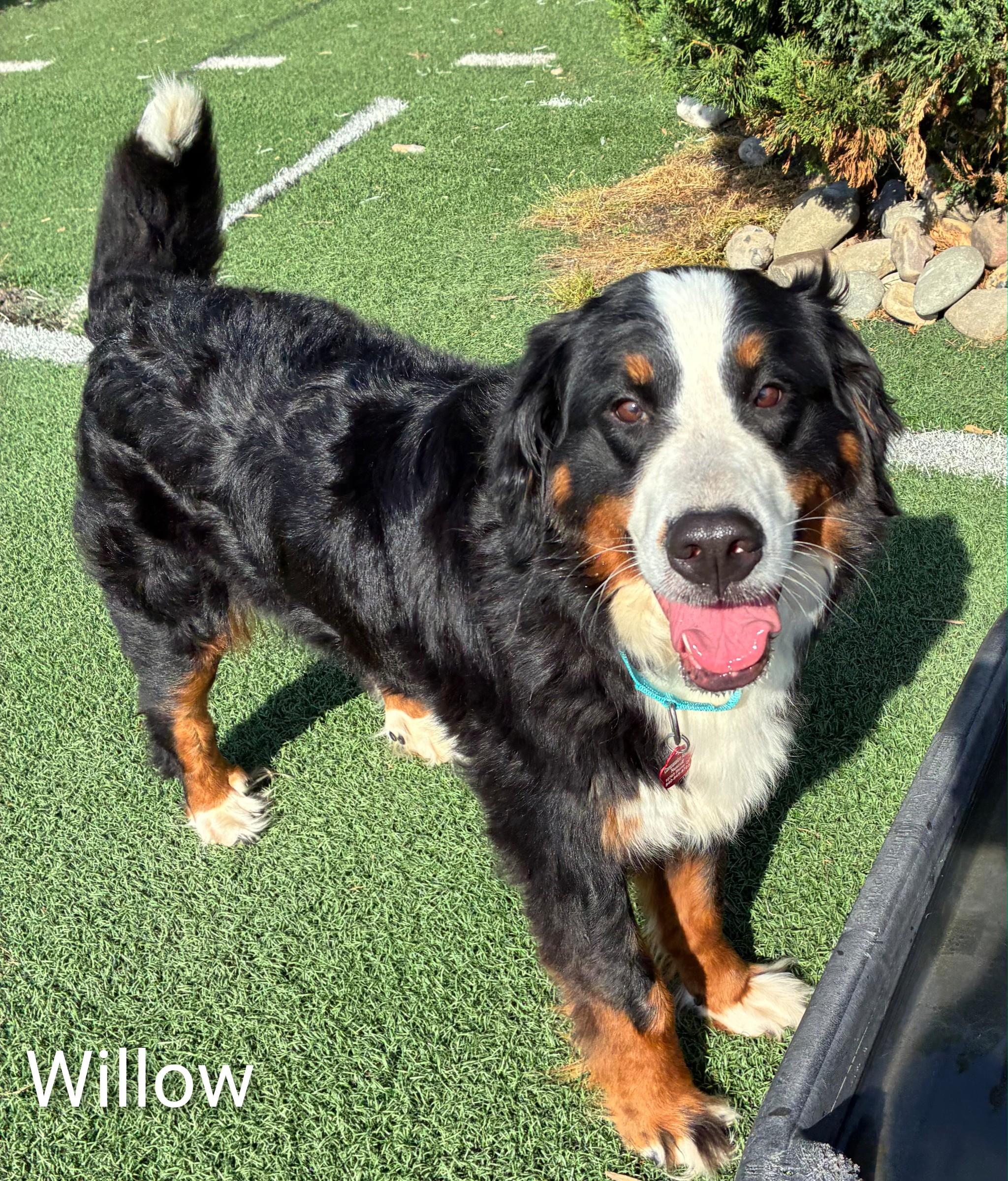Willow, adopted, Adult Female Bernese Mountain Dog.