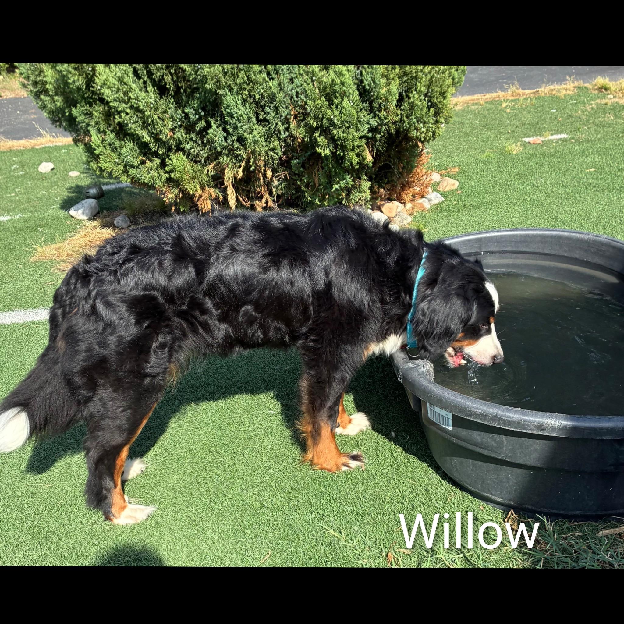 Enlarge Willow, an adopted Bernese Mountain Dog in Fredericksburg, VA image 2/6