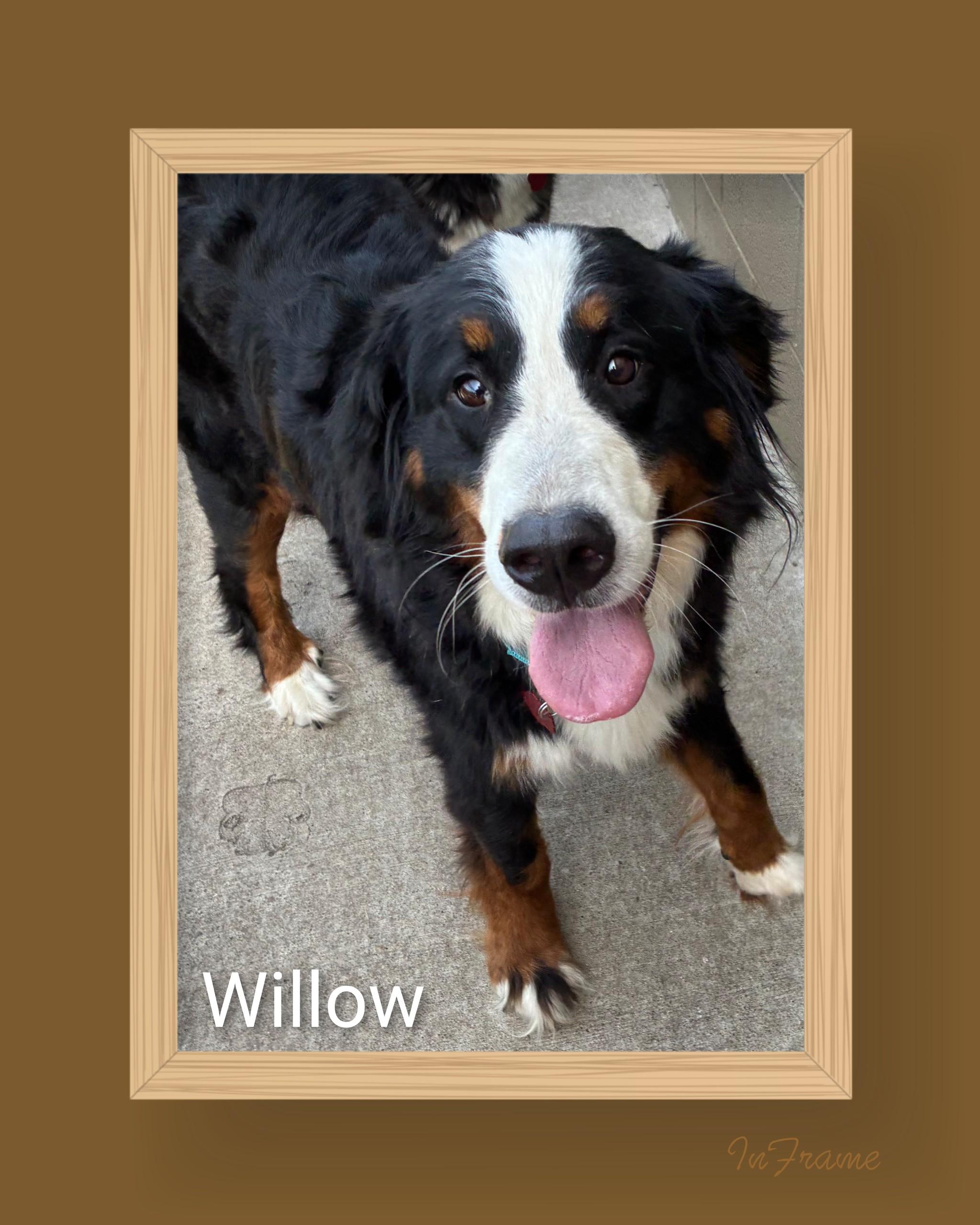 Enlarge Willow, an adopted Bernese Mountain Dog in Fredericksburg, VA image 3/6