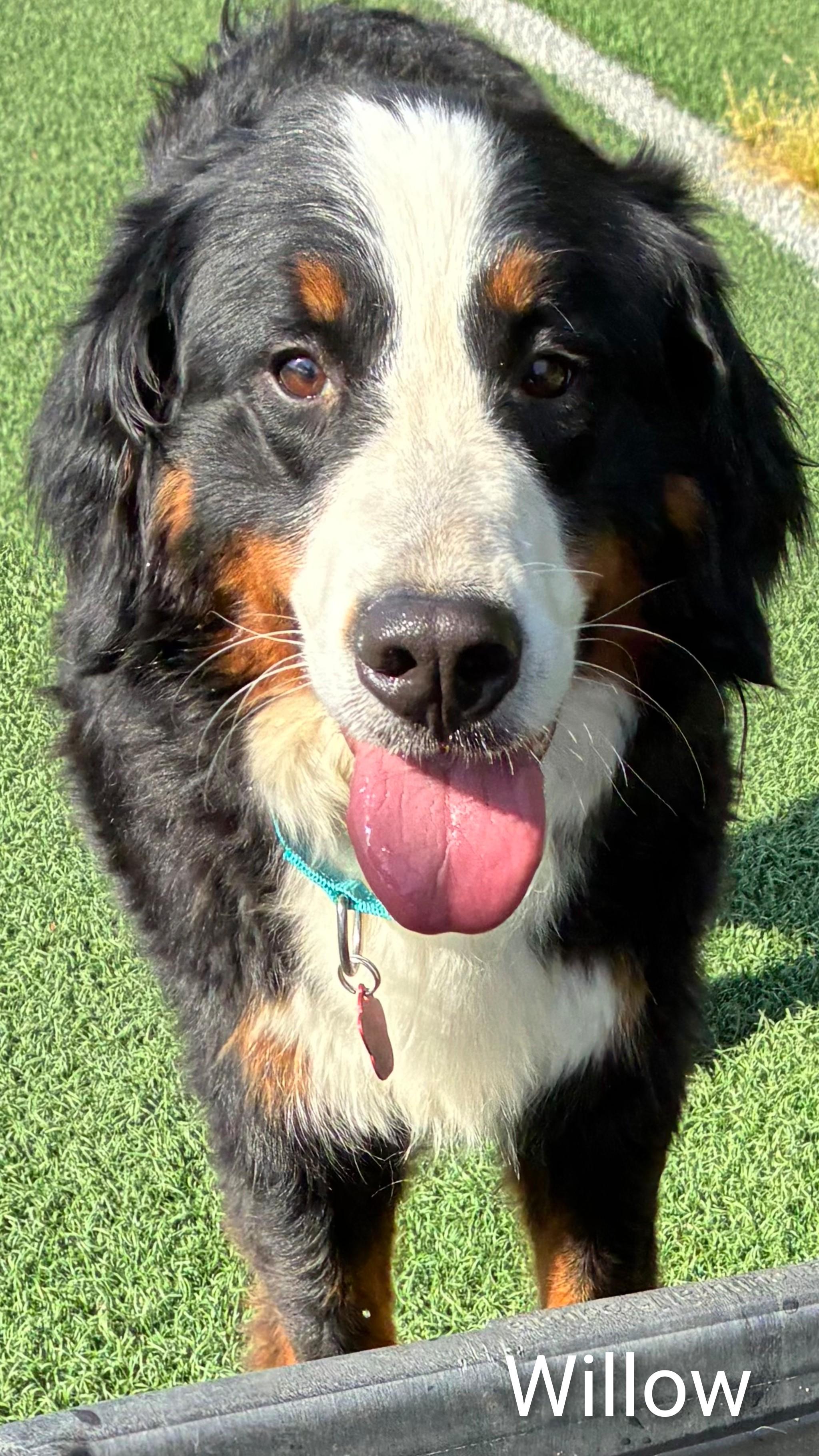 Enlarge Willow, an adopted Bernese Mountain Dog in Fredericksburg, VA image 4/6