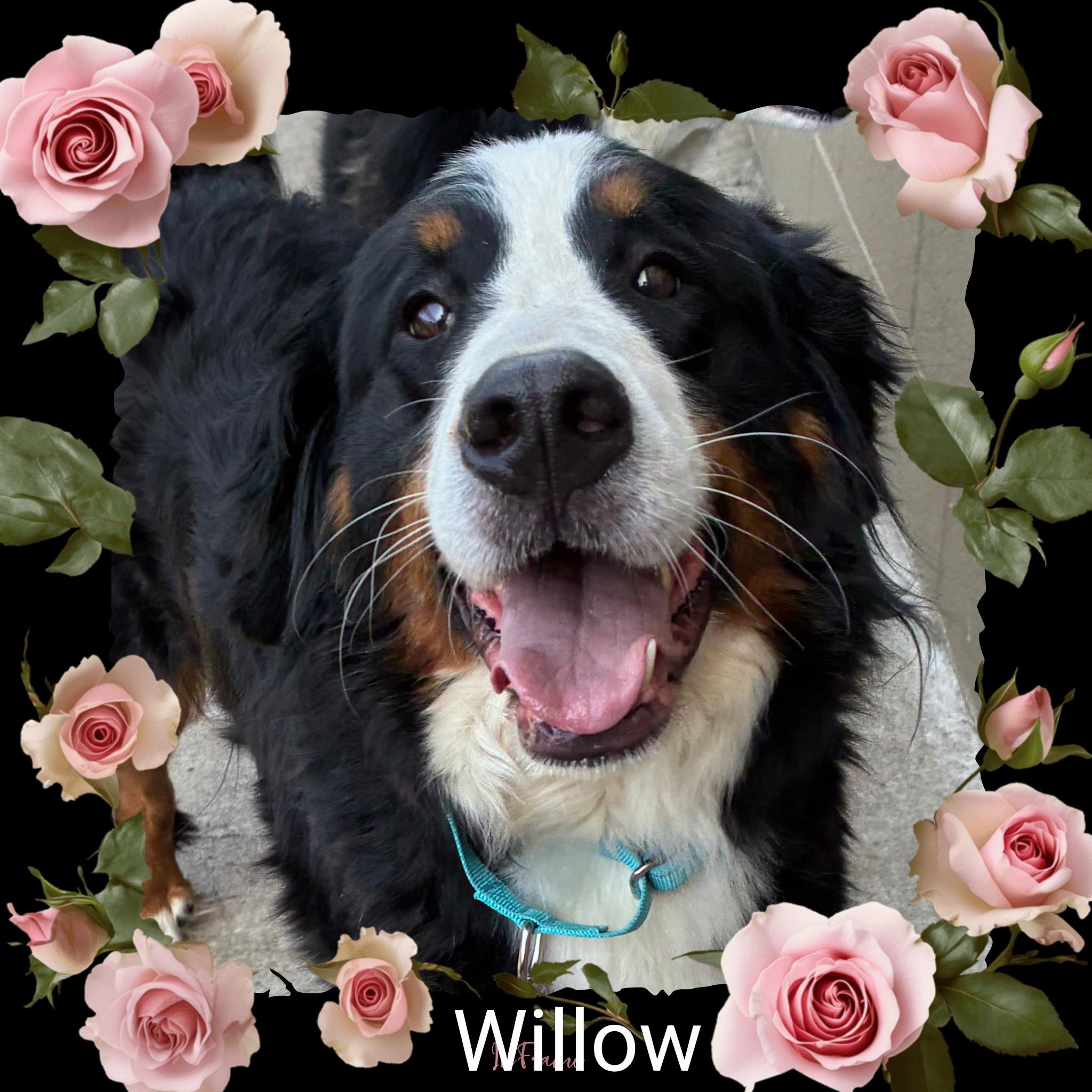 Enlarge Willow, an adopted Bernese Mountain Dog in Fredericksburg, VA image 5/6