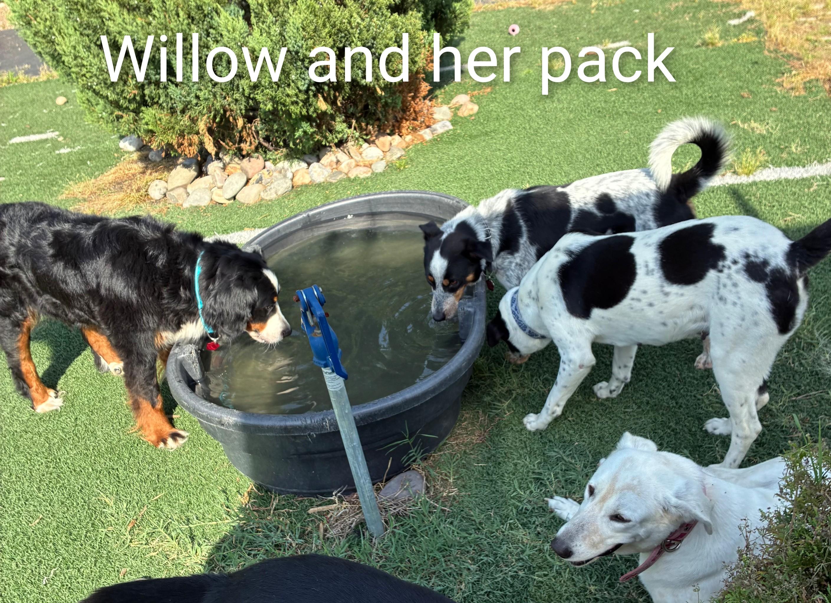 Enlarge Willow, an adopted Bernese Mountain Dog in Fredericksburg, VA image 6/6