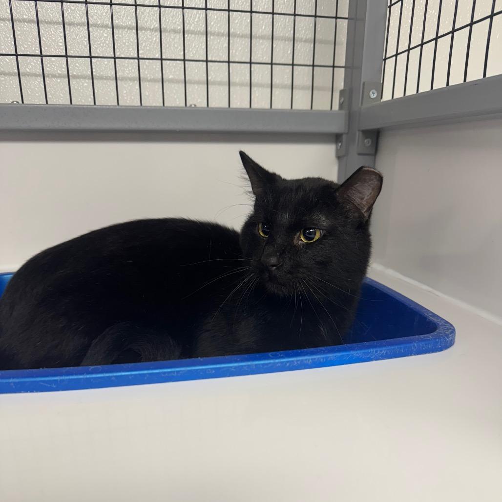 Enlarge SLBY-Stray-2687, a Adoptable Domestic Short Hair in Shelbyville, IL image 1/1