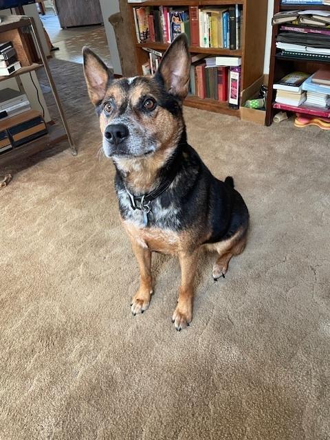 Bandit, Adoptable, Adult Male Australian Cattle Dog / Blue Heeler & Belgian Shepherd / Malinois.